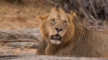 Aslan, Doğu Afrika Ulusal Parklarında Bulundu.