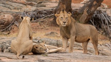 Aslan, Doğu Afrika Ulusal Parklarında Bulundu.