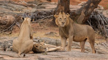 Aslan, Doğu Afrika Ulusal Parklarında Bulundu.