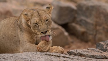 Aslan, Doğu Afrika Ulusal Parklarında Bulundu.