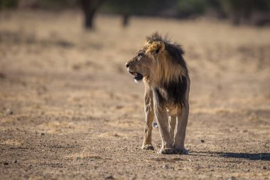 Aslan, Doğu Afrika Ulusal Parklarında Bulundu.