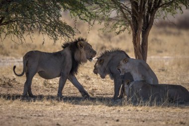 Aslan, Doğu Afrika Ulusal Parklarında Bulundu.