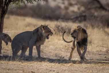 Aslan, Doğu Afrika Ulusal Parklarında Bulundu.