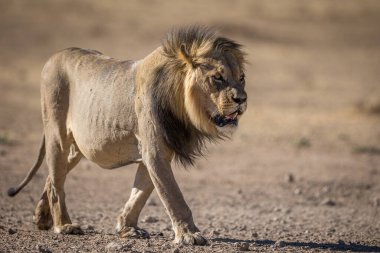 Aslan, Doğu Afrika Ulusal Parklarında Bulundu.