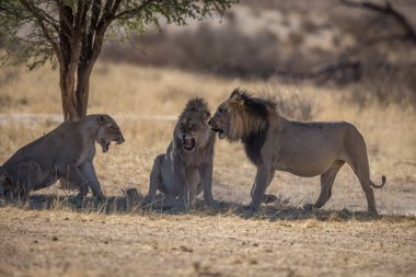 Aslan, Doğu Afrika Ulusal Parklarında Bulundu.