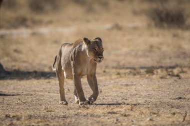Aslan, Doğu Afrika Ulusal Parklarında Bulundu.