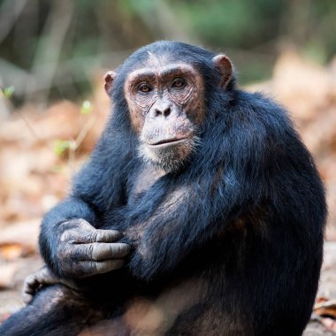 MAHALE DAĞLARI ULUSAL PAR