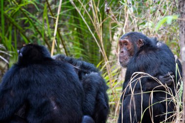 MAHALE DAĞLARI ULUSAL PAR