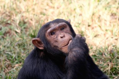 MAHALE DAĞLARI ULUSAL PAR