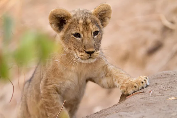 Parque Nacional Serengeti Tanzânia — Fotografia de Stock