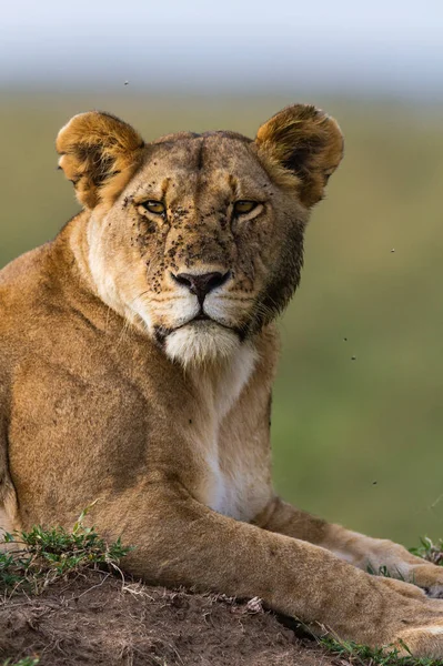 Serengeti Nationalpark Tanzania — Stockfoto