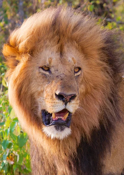 Parque Nacional Serengeti Tanzânia — Fotografia de Stock