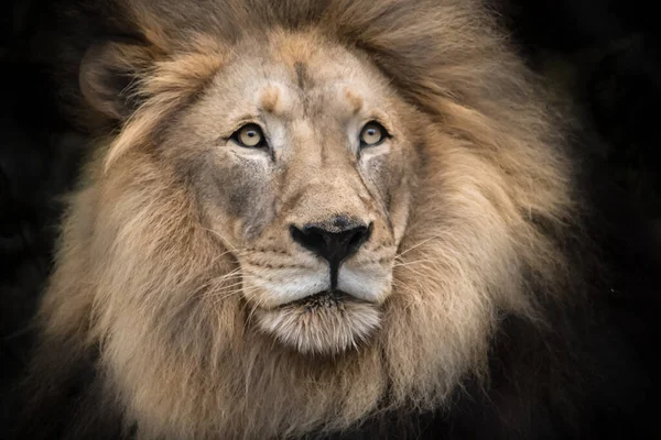 Parque Nacional Del Serengeti Tanzania —  Fotos de Stock