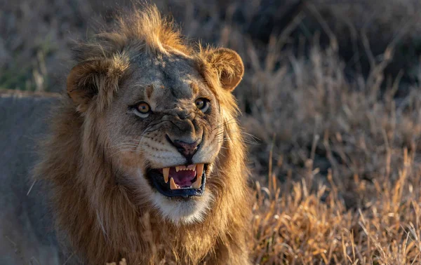 Lion Fond Oostenrijk Afrikaanse Nationale Parken — Stockfoto