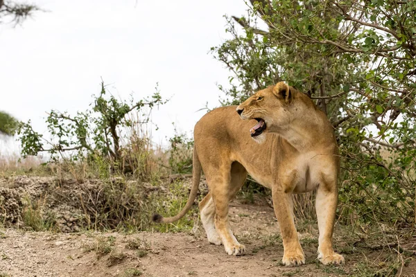 Lion Found East African National Parks — Stock Photo, Image