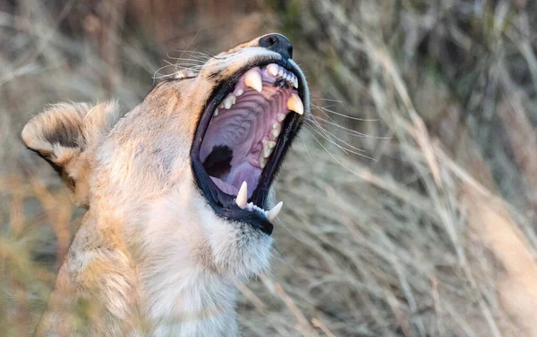 Lion Dans Les Parcs Nationaux Afrique Orientale — Photo