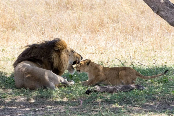 Lion Found East African National Parks — Fotografia de Stock