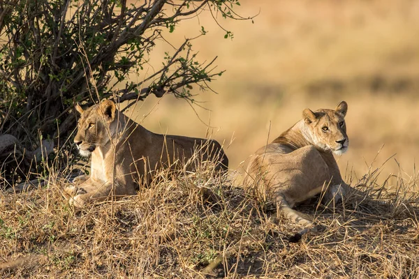 Lion Found East African National Parks — Fotografia de Stock