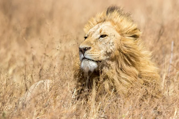 Lion Βρέθηκαν Στην Ανατολική Αφρική Εθνικά Πάρκα — Φωτογραφία Αρχείου