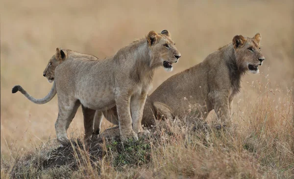 Lion Encontrada Parques Nacionales África Oriental — Foto de Stock