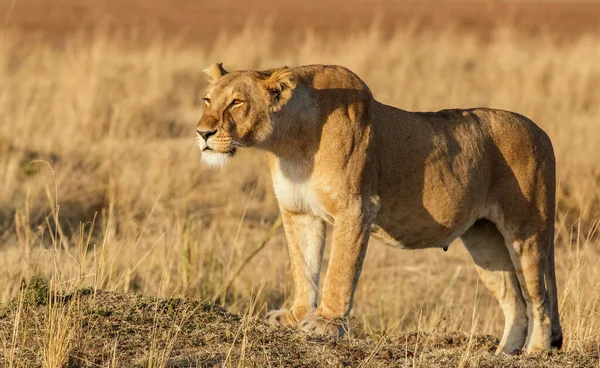 Lion Found East African National Parks — 图库照片