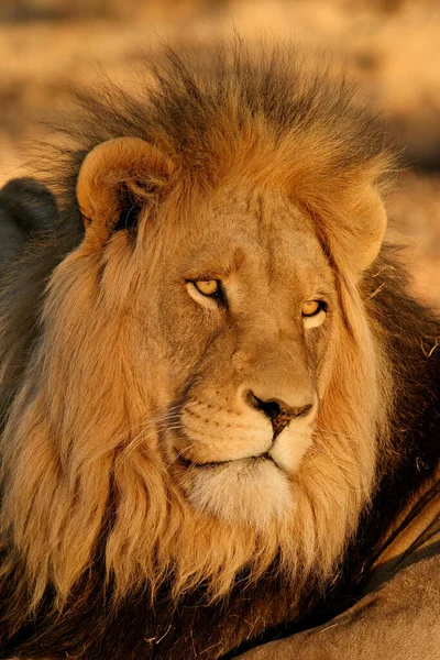 Lion Encontrada Parques Nacionales África Oriental —  Fotos de Stock