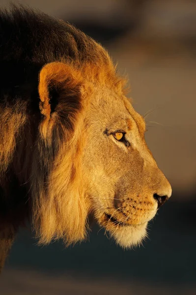 Lion Found East African National Parks — Fotografia de Stock