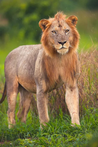 Лев Найденный Восточных Африканских Национальных Парках — стоковое фото
