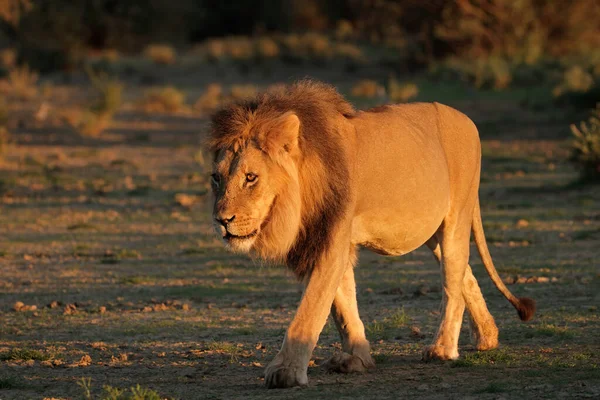 Lion Found East African National Parks — Fotografia de Stock