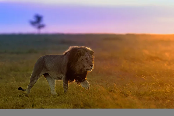 Lion Found East African National Parks — Fotografia de Stock