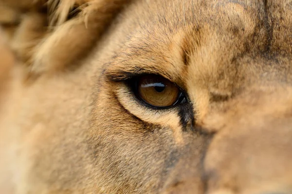 Lion Encontrada Parques Nacionales África Oriental —  Fotos de Stock
