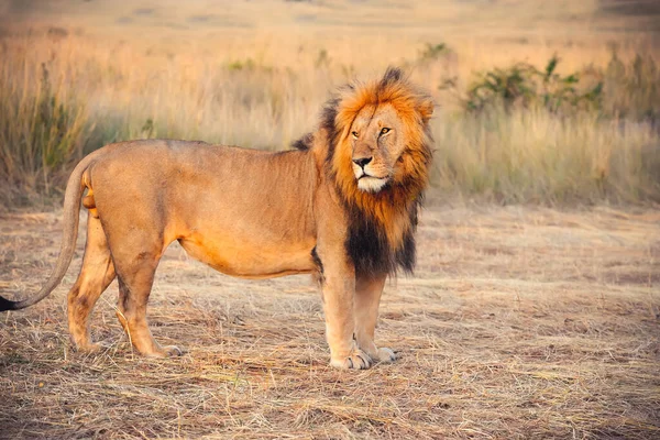 Lion Nalezen Východních Afrických Vnitrostátních Parkech — Stock fotografie