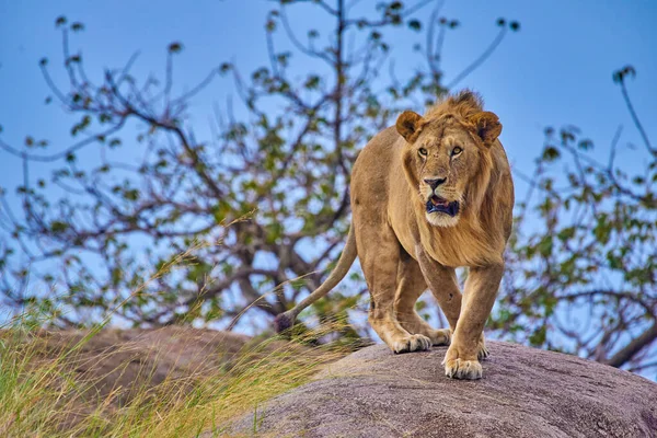 Lion Found East African National Parks — Stock Photo, Image