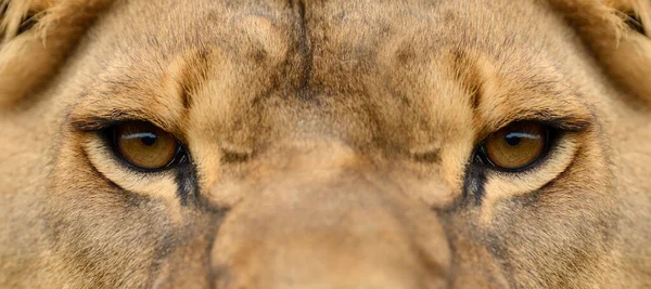 Lion Encontrada Parques Nacionales África Oriental —  Fotos de Stock