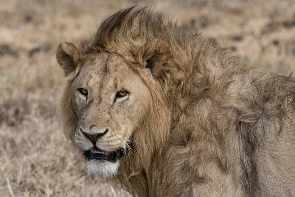 Lion Found East African National Parks — Stock Photo, Image