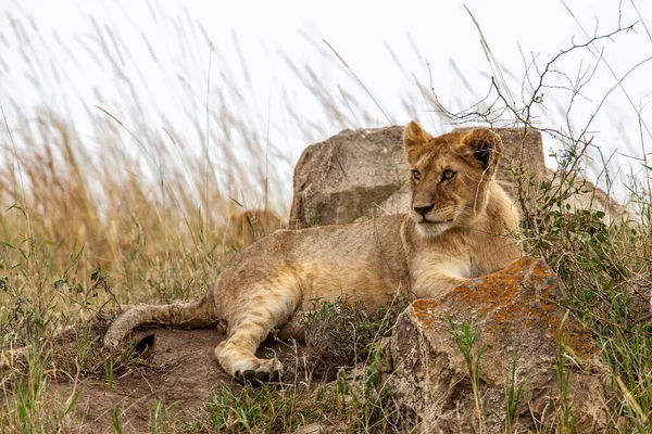 Lion Found East African National Parks — 图库照片