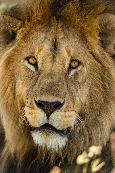 Aslan Doğu Afrika Ulusal Parklarında Bulundu — Stok fotoğraf