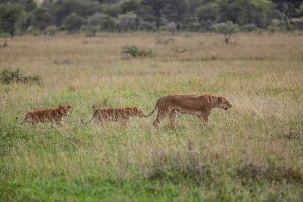 Aslan Doğu Afrika Ulusal Parklarında Bulundu — Stok fotoğraf