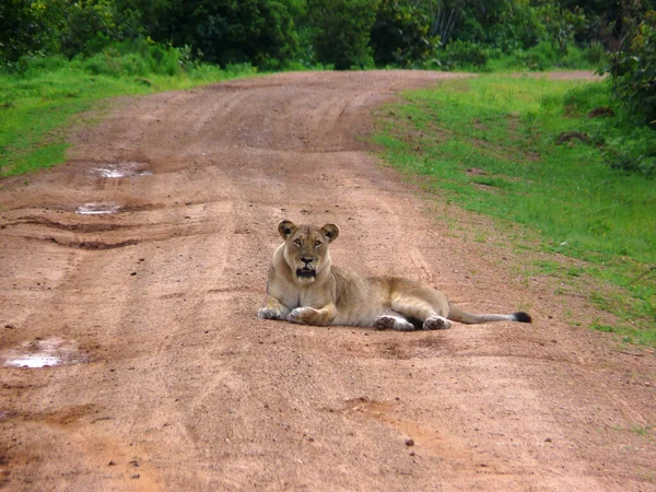 Lion Nalezen Východních Afrických Vnitrostátních Parkech — Stock fotografie