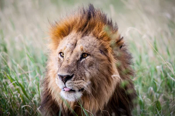 Lion Found East African Nationella Parker — Stockfoto