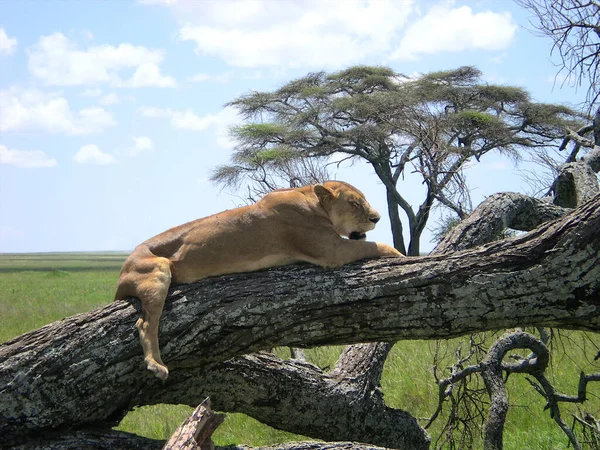 Lion Found East African National Parks — Stock Photo, Image