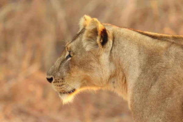 Lion Found East African National Parks — 图库照片