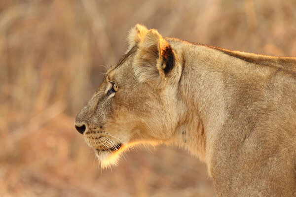 Лев, найденный в восточных африканских национальных парках