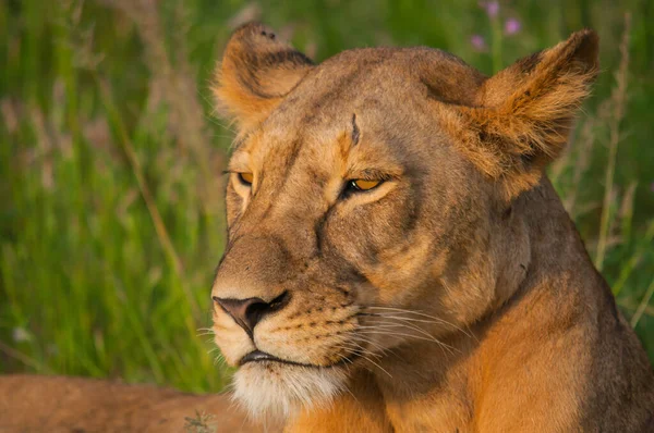 Lion Dans Les Parcs Nationaux Afrique Orientale — Photo