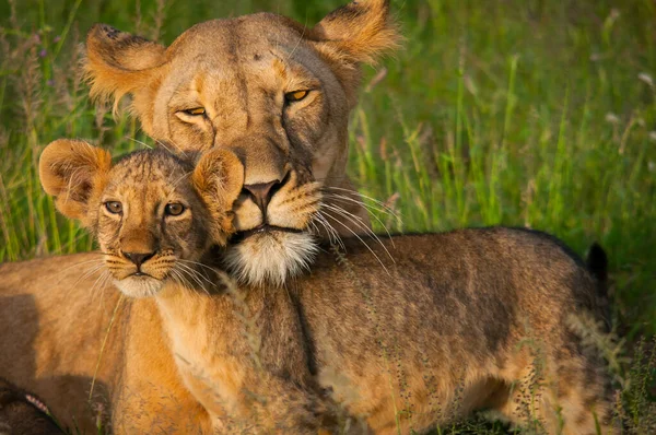 Lion Encontrada Parques Nacionales África Oriental — Foto de Stock