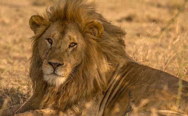 Lion Βρέθηκαν Στην Ανατολική Αφρική Εθνικά Πάρκα — Φωτογραφία Αρχείου