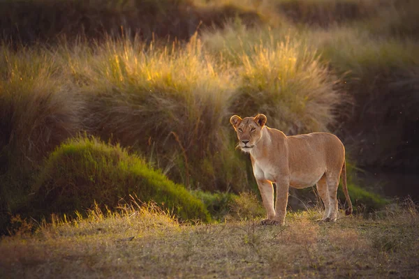 Lion Encontrada Parques Nacionales África Oriental — Foto de Stock