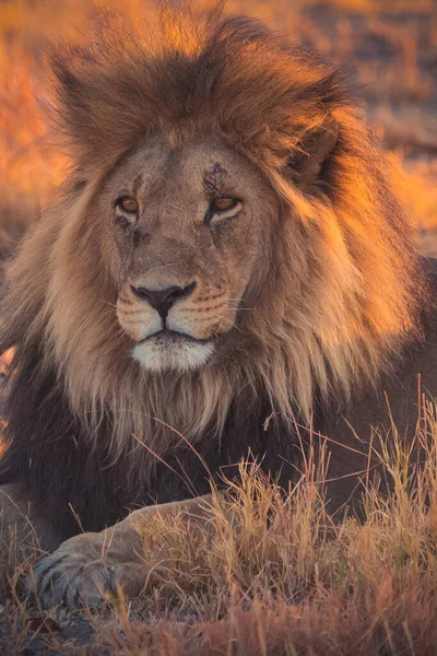 Lion Fond Oostenrijk Afrikaanse Nationale Parken — Stockfoto