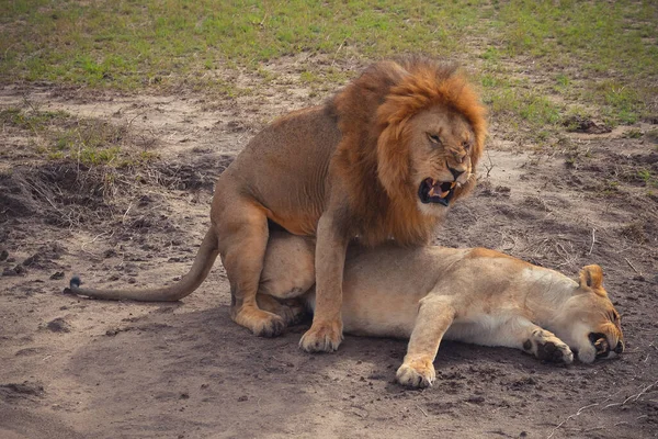 Löwenstand Ostafrikanischen Nationalparken — Stockfoto