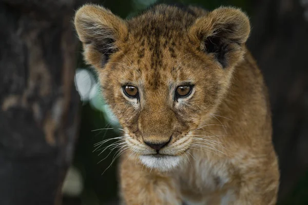 Lion Found East African National Parks — Fotografia de Stock